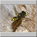 Ectemnius cavifrons oder ruficornis - Grabwespe w02b 12mm beim Nesteintrag - Hainschwebfliege.jpg